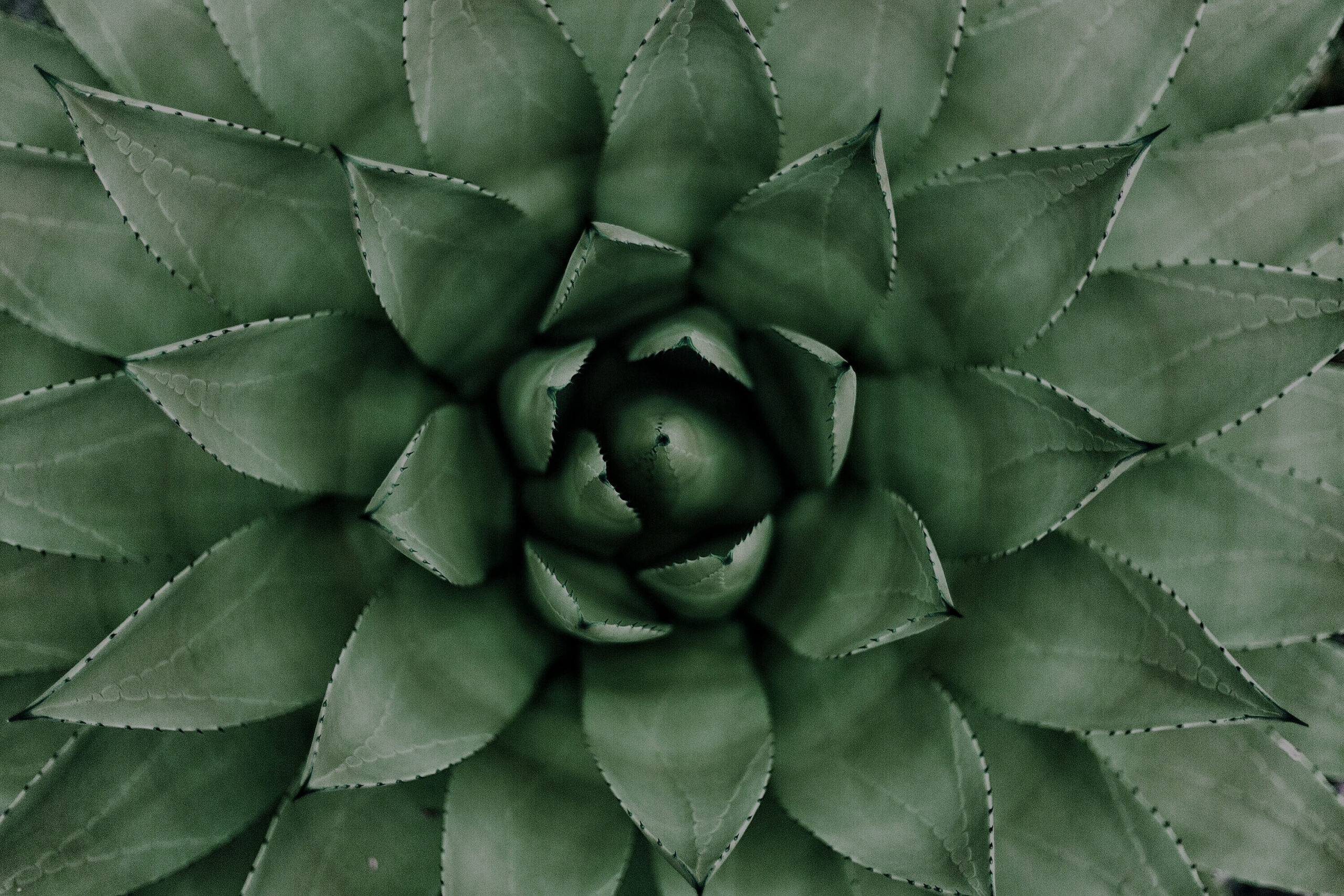 Agave plant